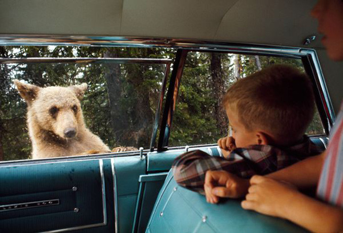 bear_car_yellowstone