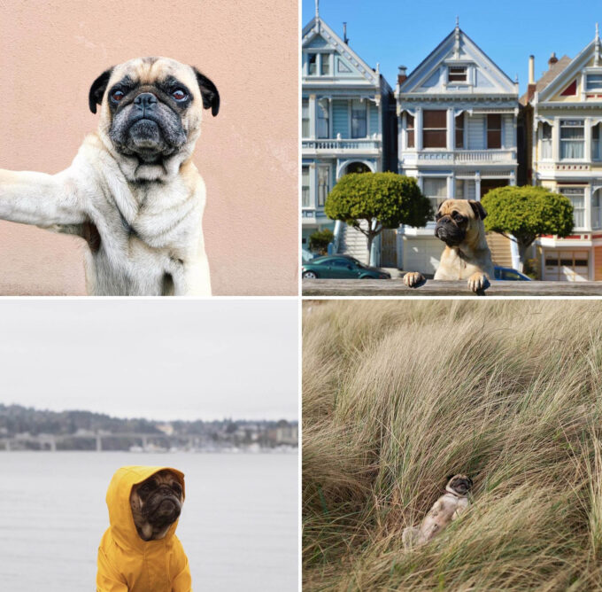 Pug on Instagram
