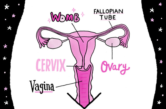 Female Anatomy