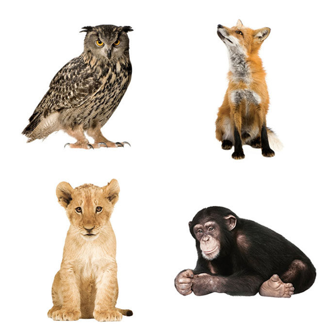 Animal Wall Stickers