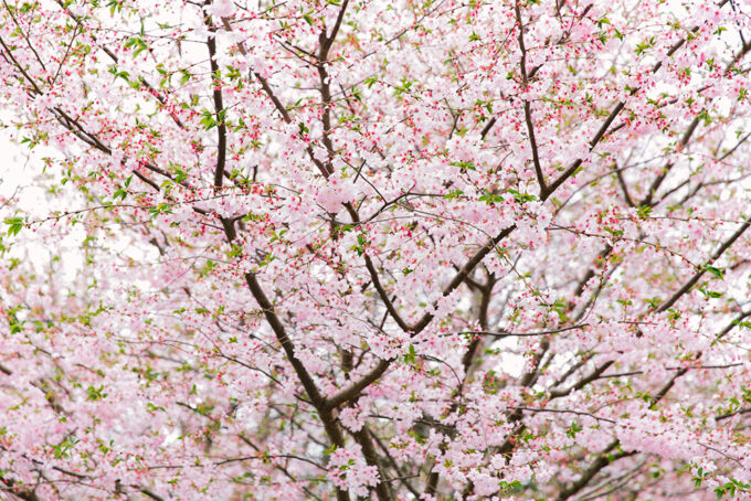 Lo & Sons Family Travel Bags