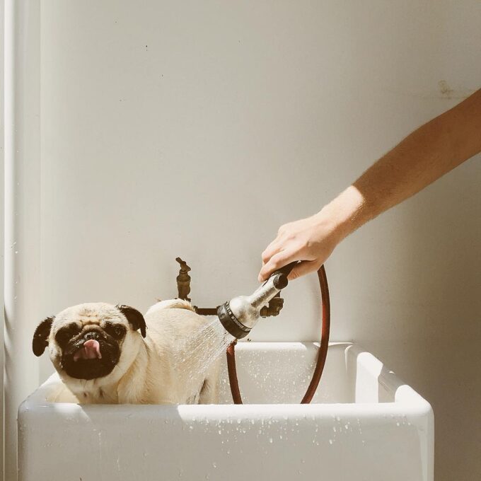 Dog in the bath by India Hobson