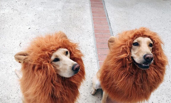 Dog Halloween Costumes