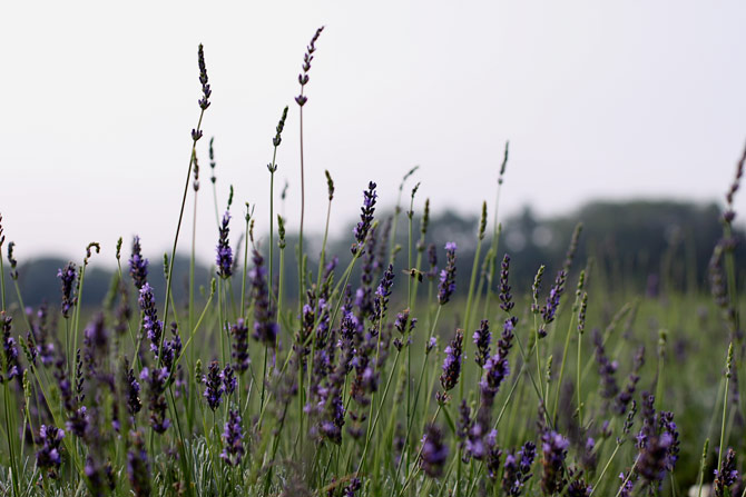 North Fork lavender fields