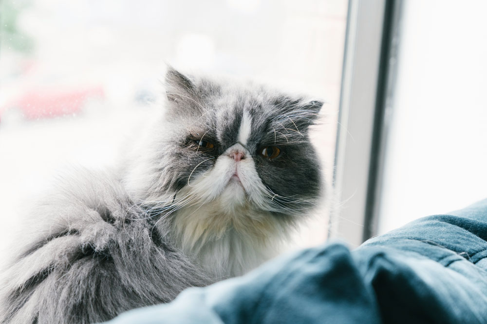 Haley Nahman home tour