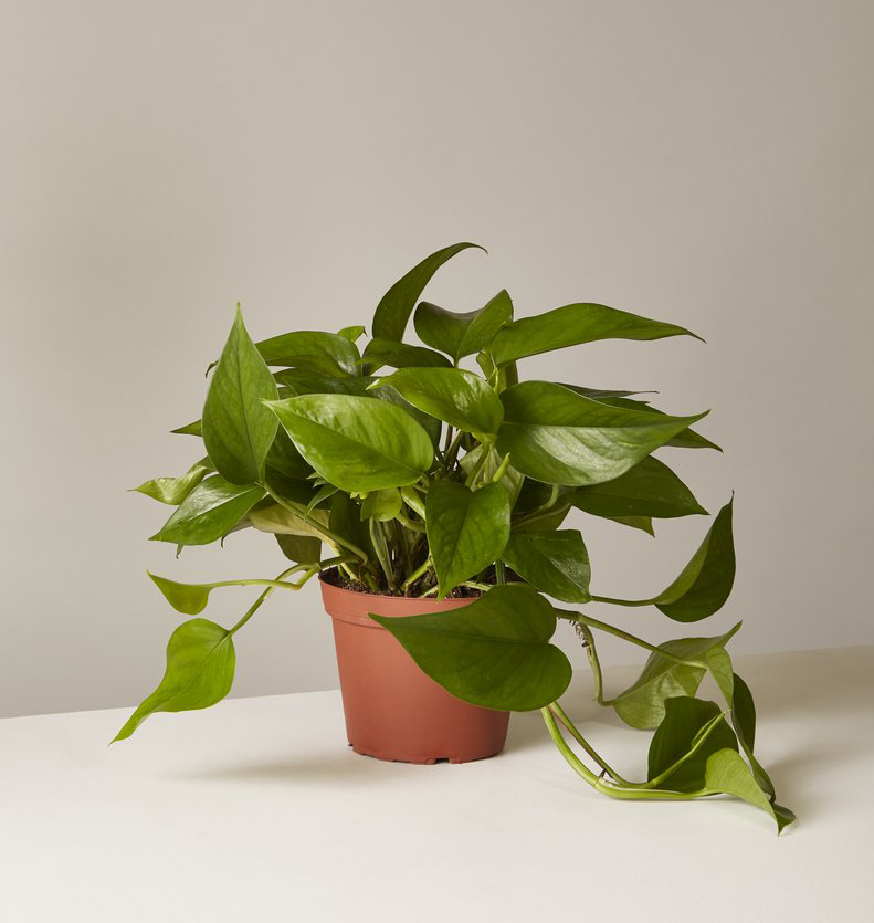 pothos plant from the sill