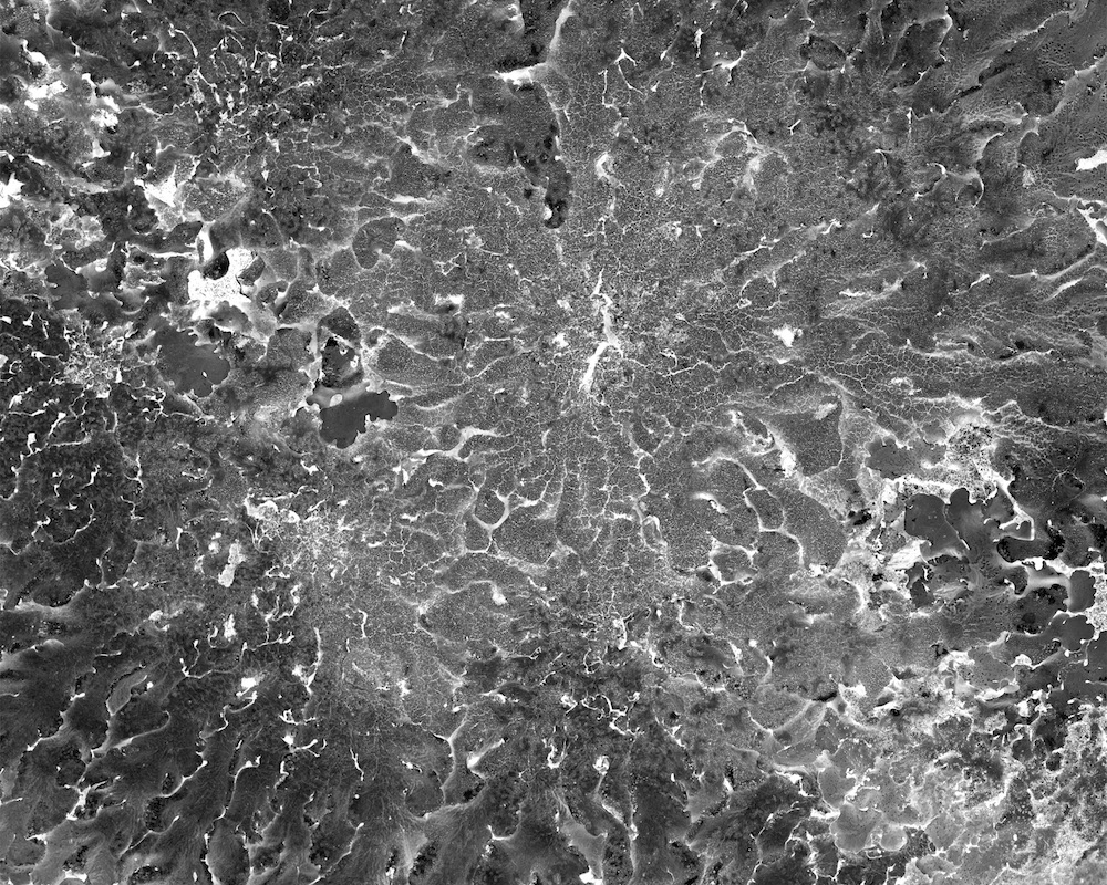 Lichen, Flavoparmelia caperata by Katherine Wolkoff