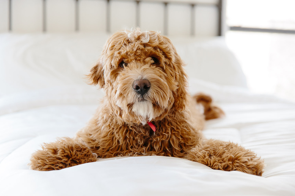 Best comforters by Buffy