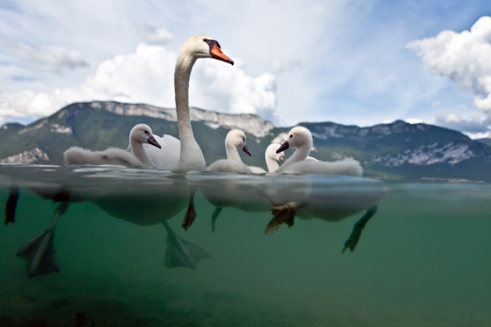 swans