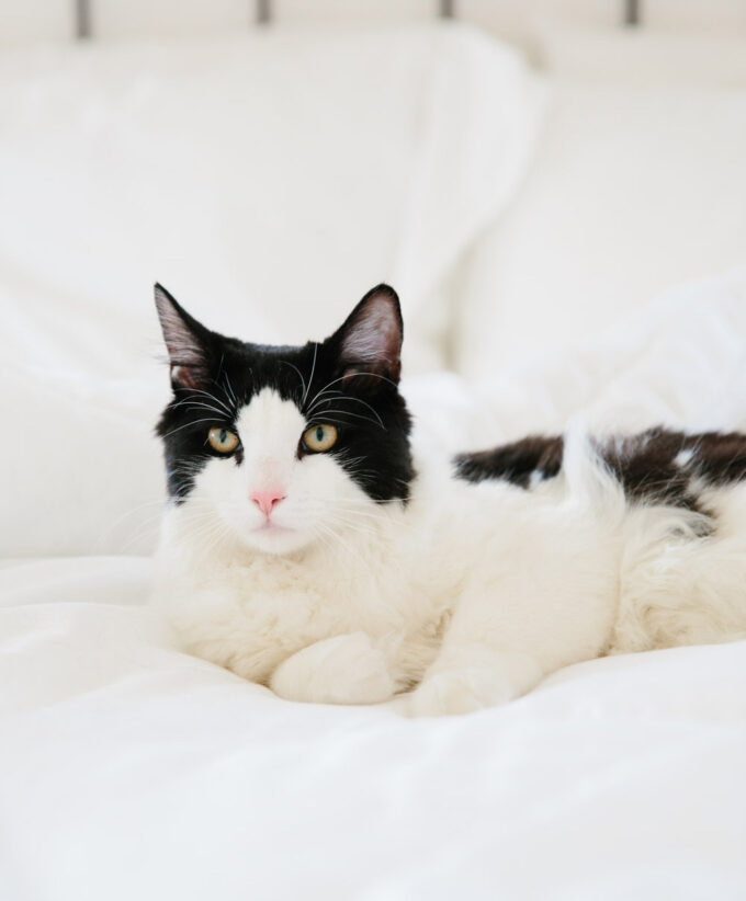 The best comforters by Buffy