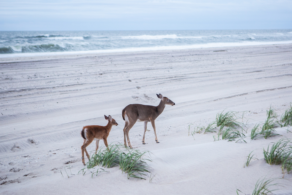 fire island house tour