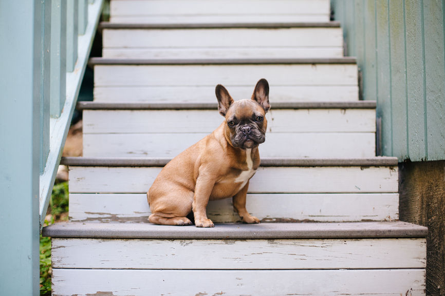 French bulldog