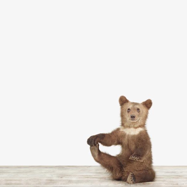 Bear Cub photo print by Sharon Montrose