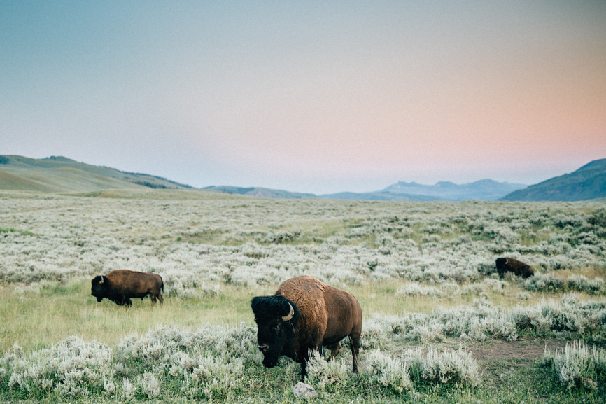Yellowstone National Park