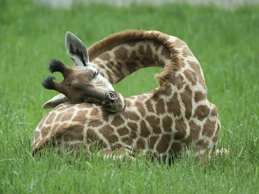 sleeping giraffe