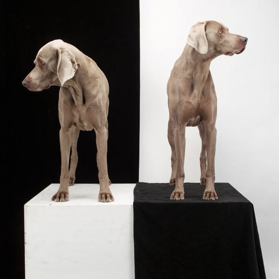 William Wegman dog print