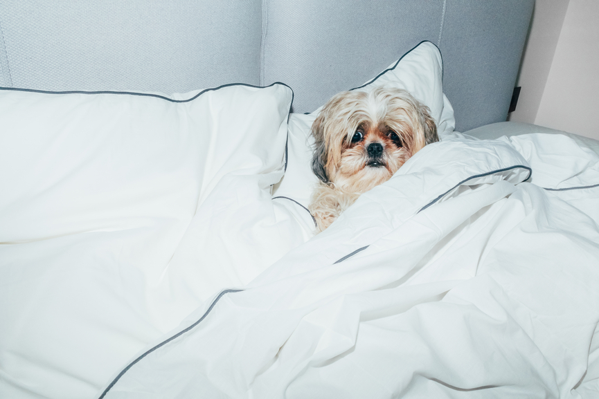 dog in bed