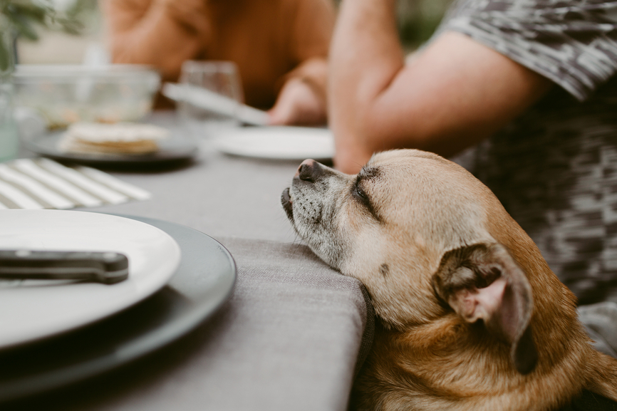dog at a table