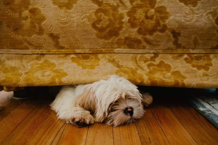 dog hiding under sofa