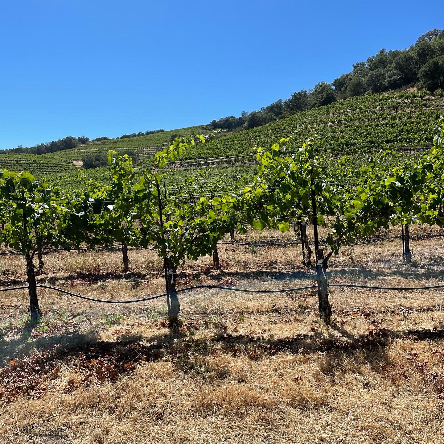 Sonoma vineyards