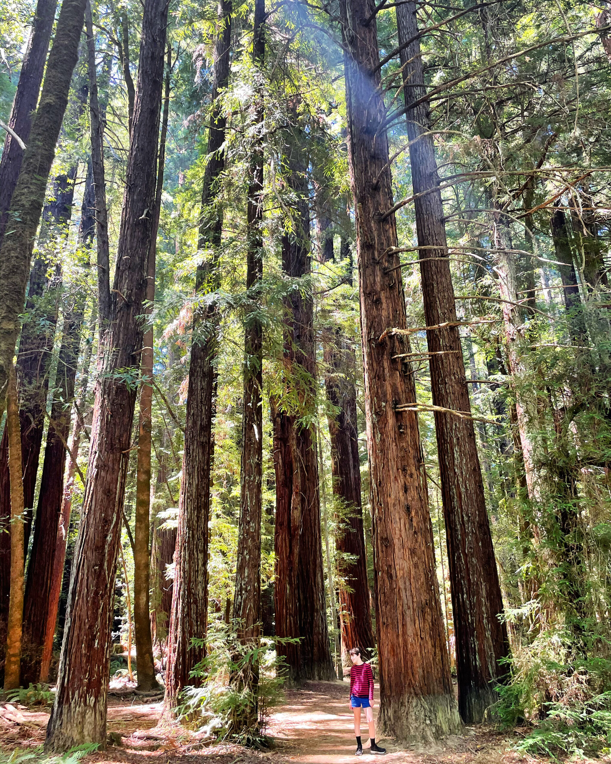 redwoods Hendy woods state park