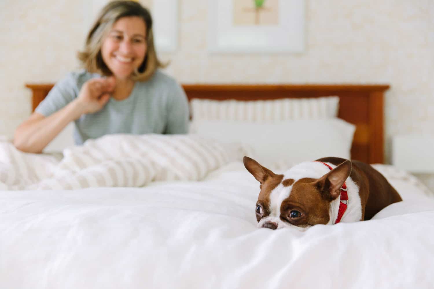 Jenny Rosenstrach's dog