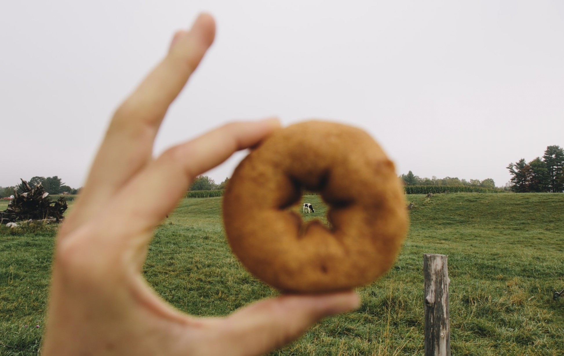 Vermont cider donut