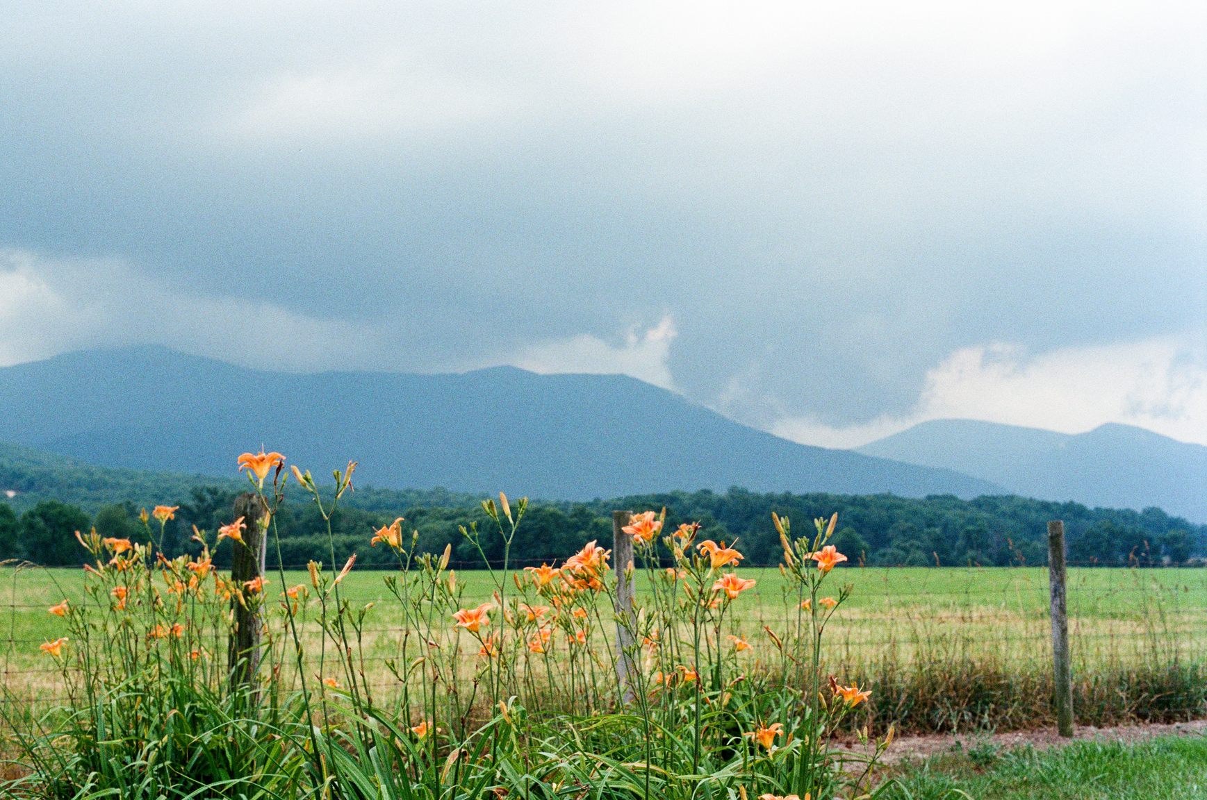 flowers by blue ridge mountains