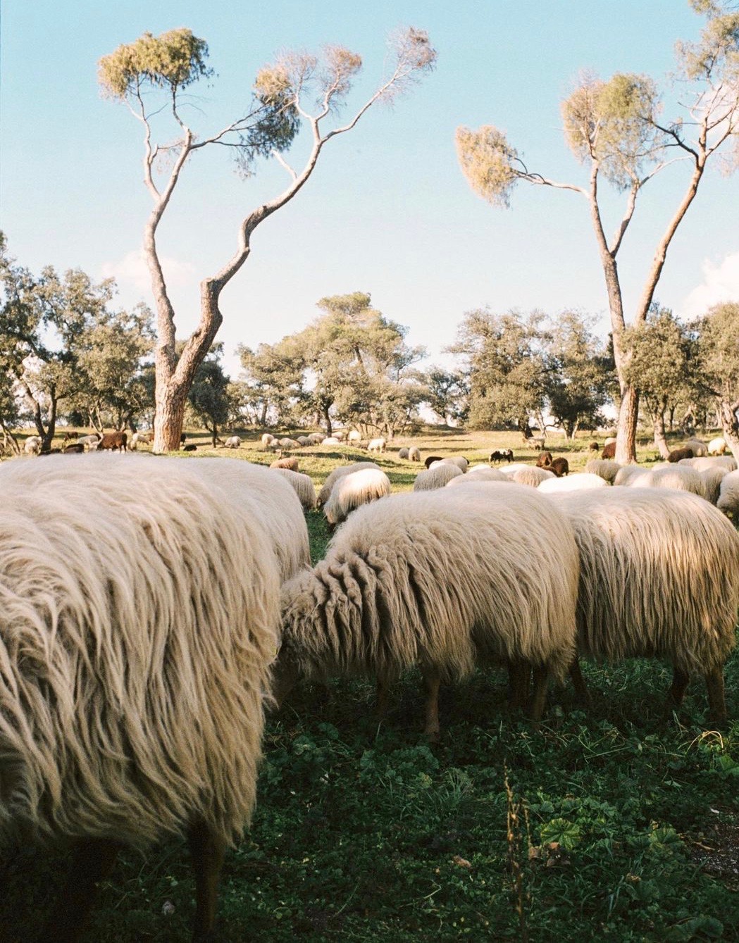 baba&agrave; discount code 2023