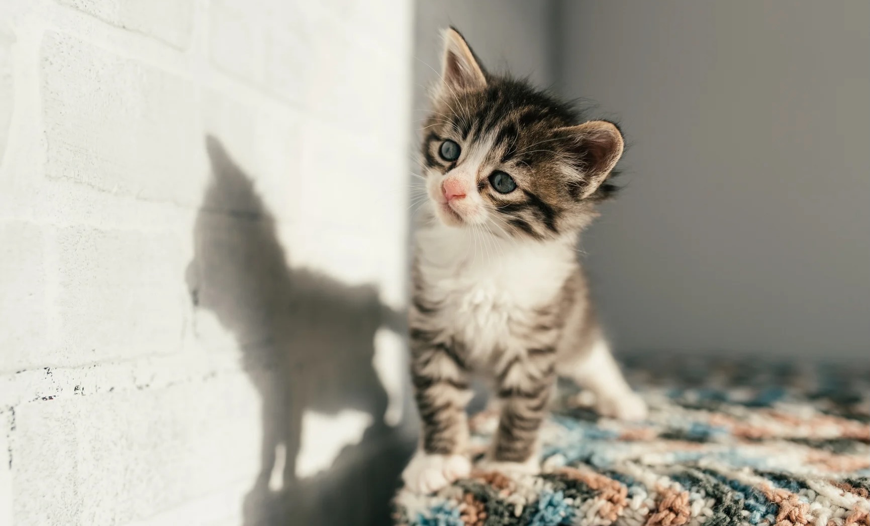 kitten