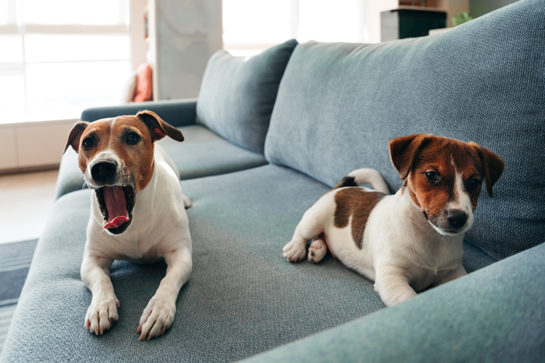 puppies on sofa