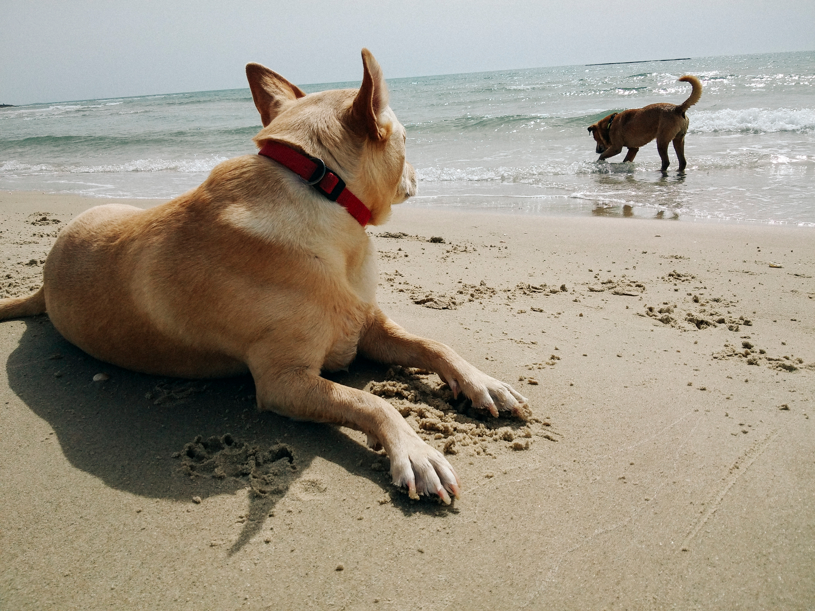 dogs on beach