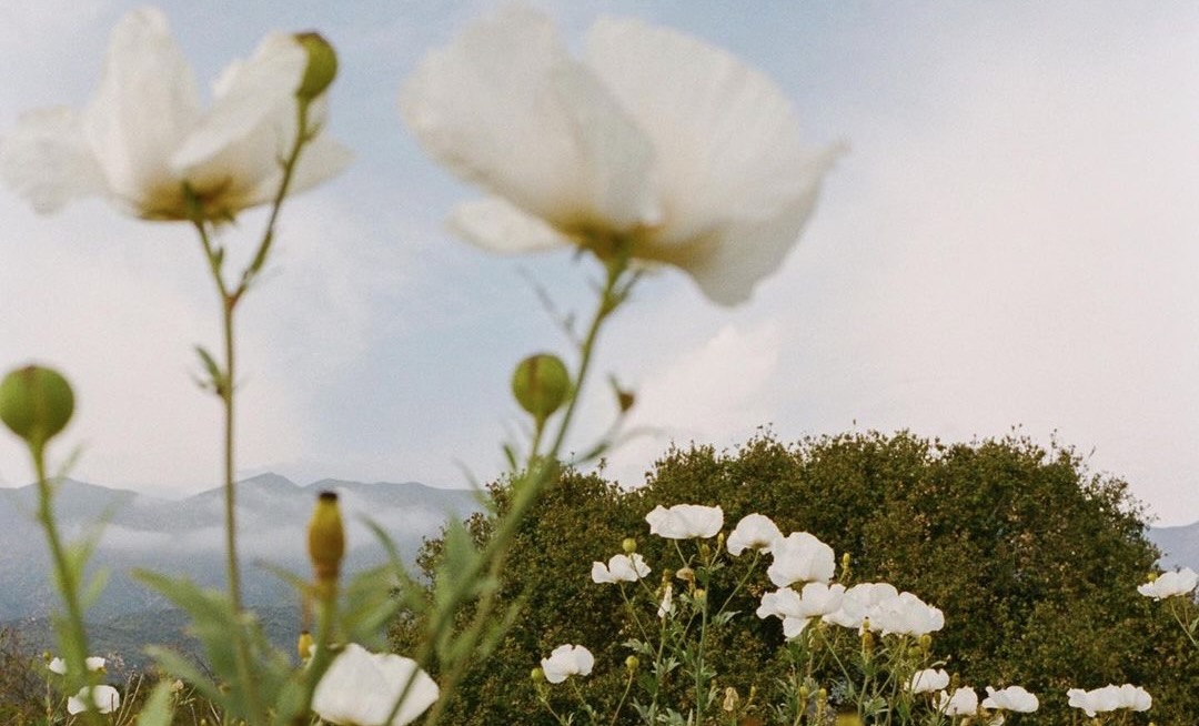 Nicki Sebastian flowers