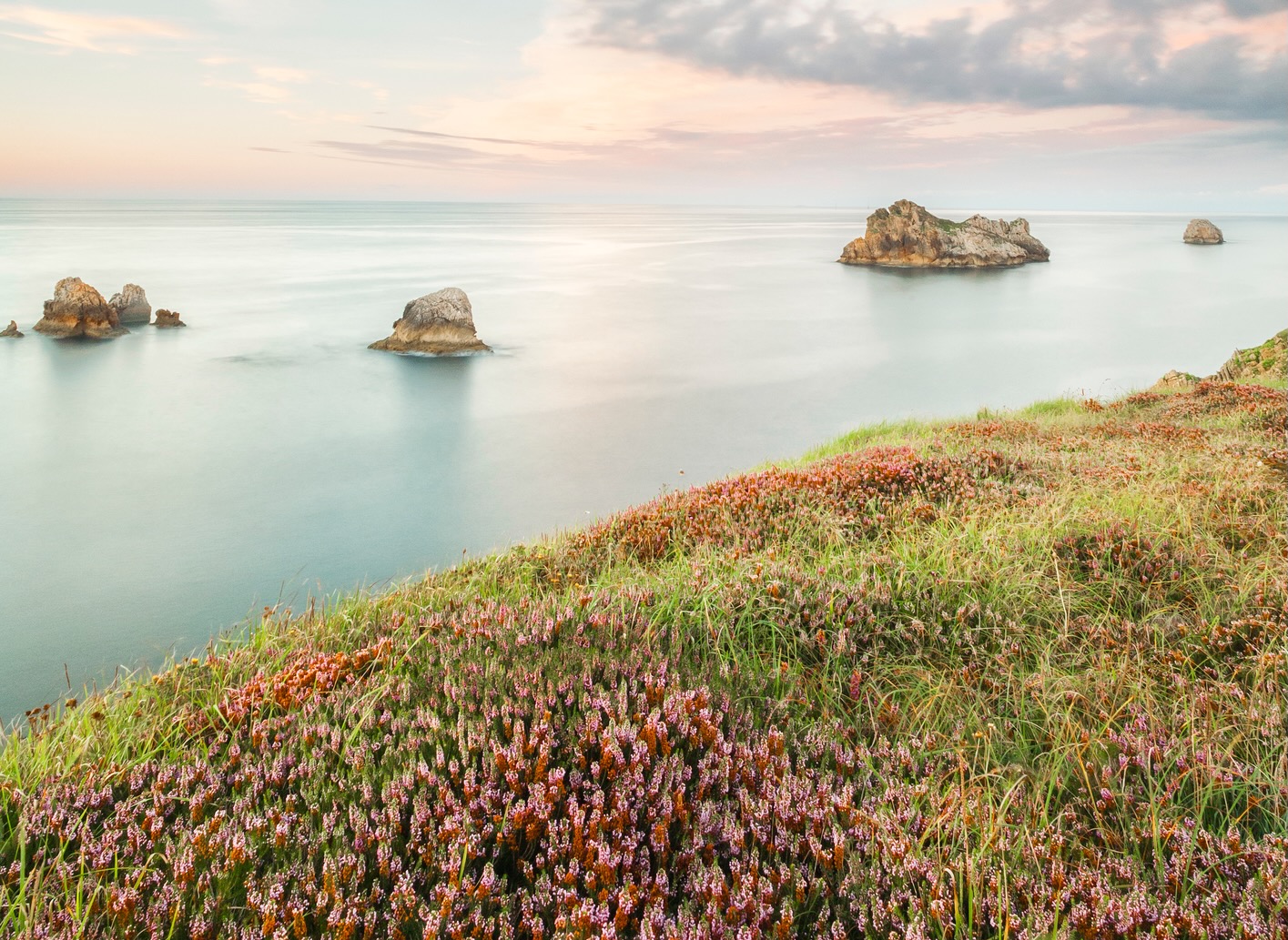 wildflowers in spain