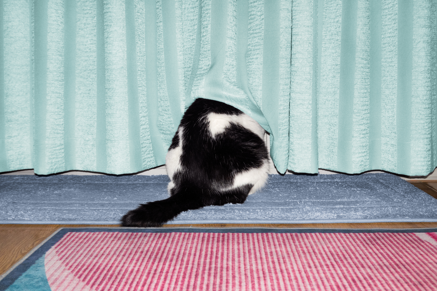 cat hiding under curtains