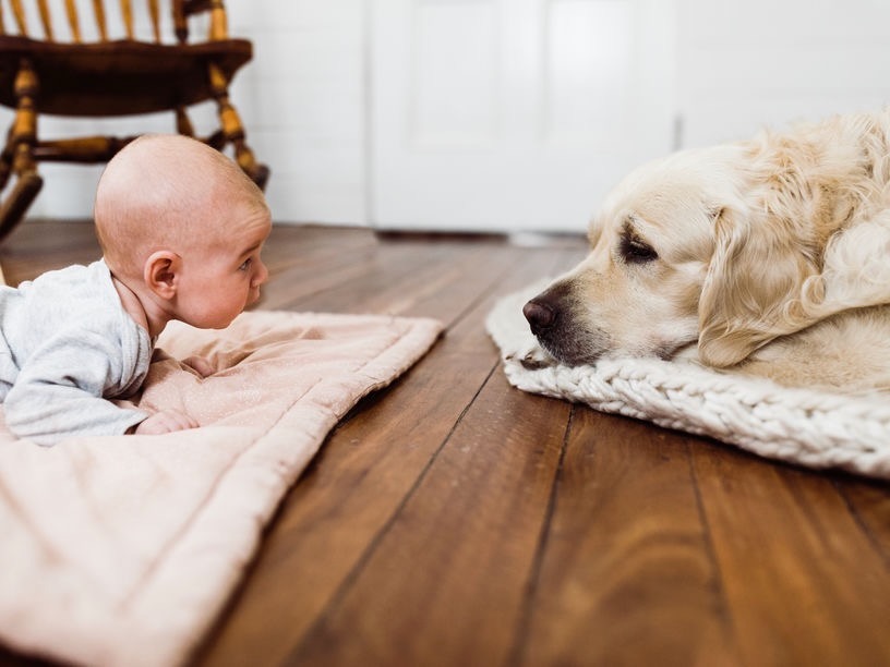 dog and baby