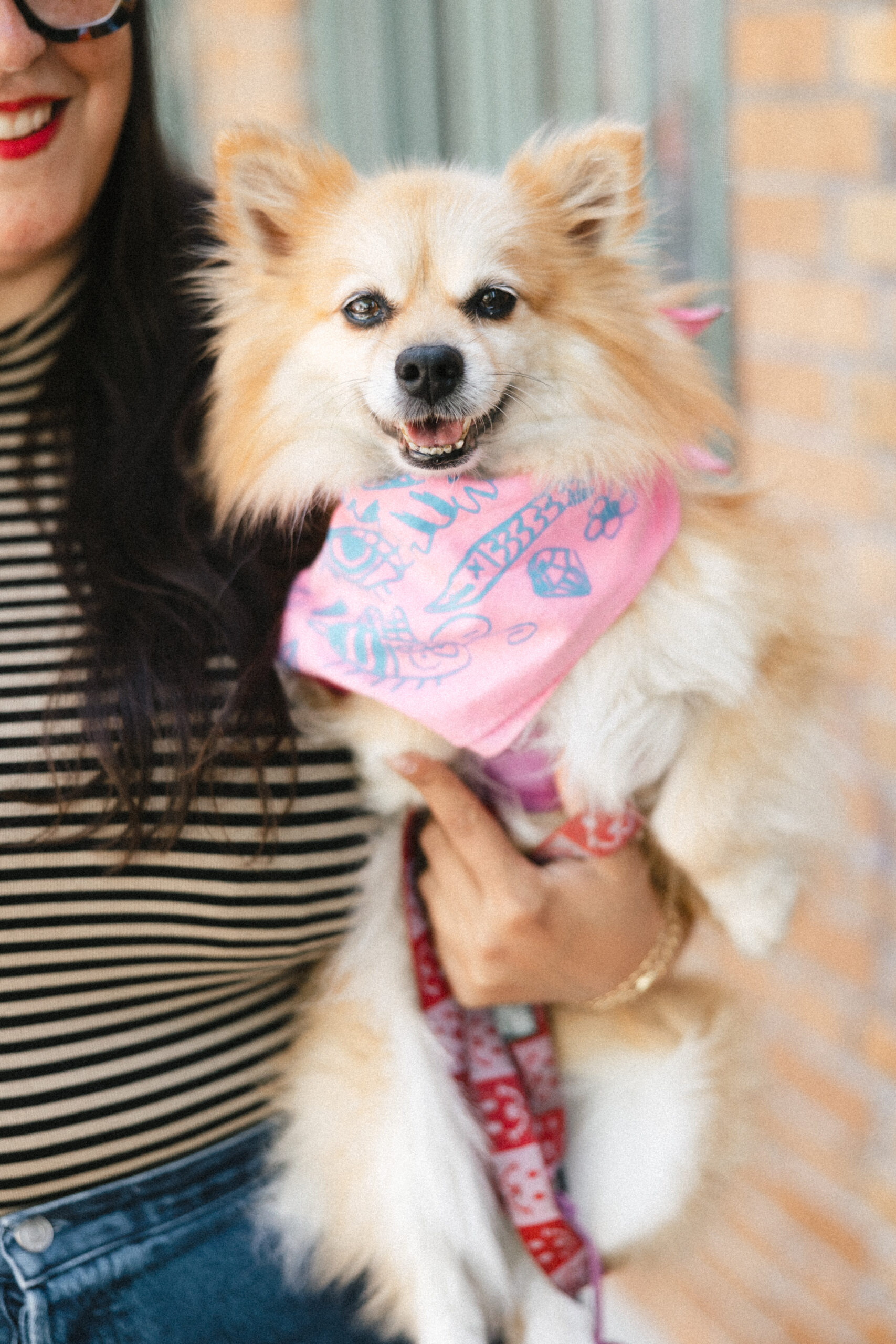 Gentle Thrills Pet Accessories