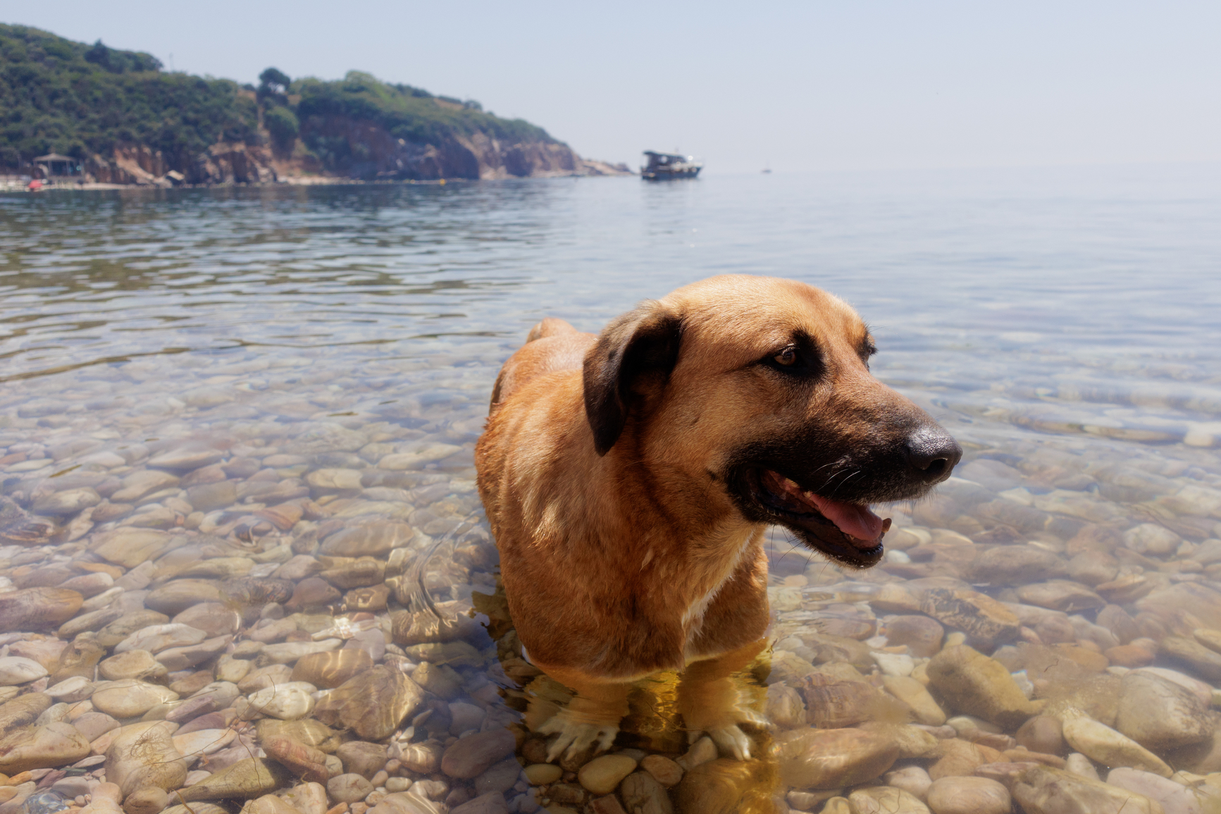 dog in lake