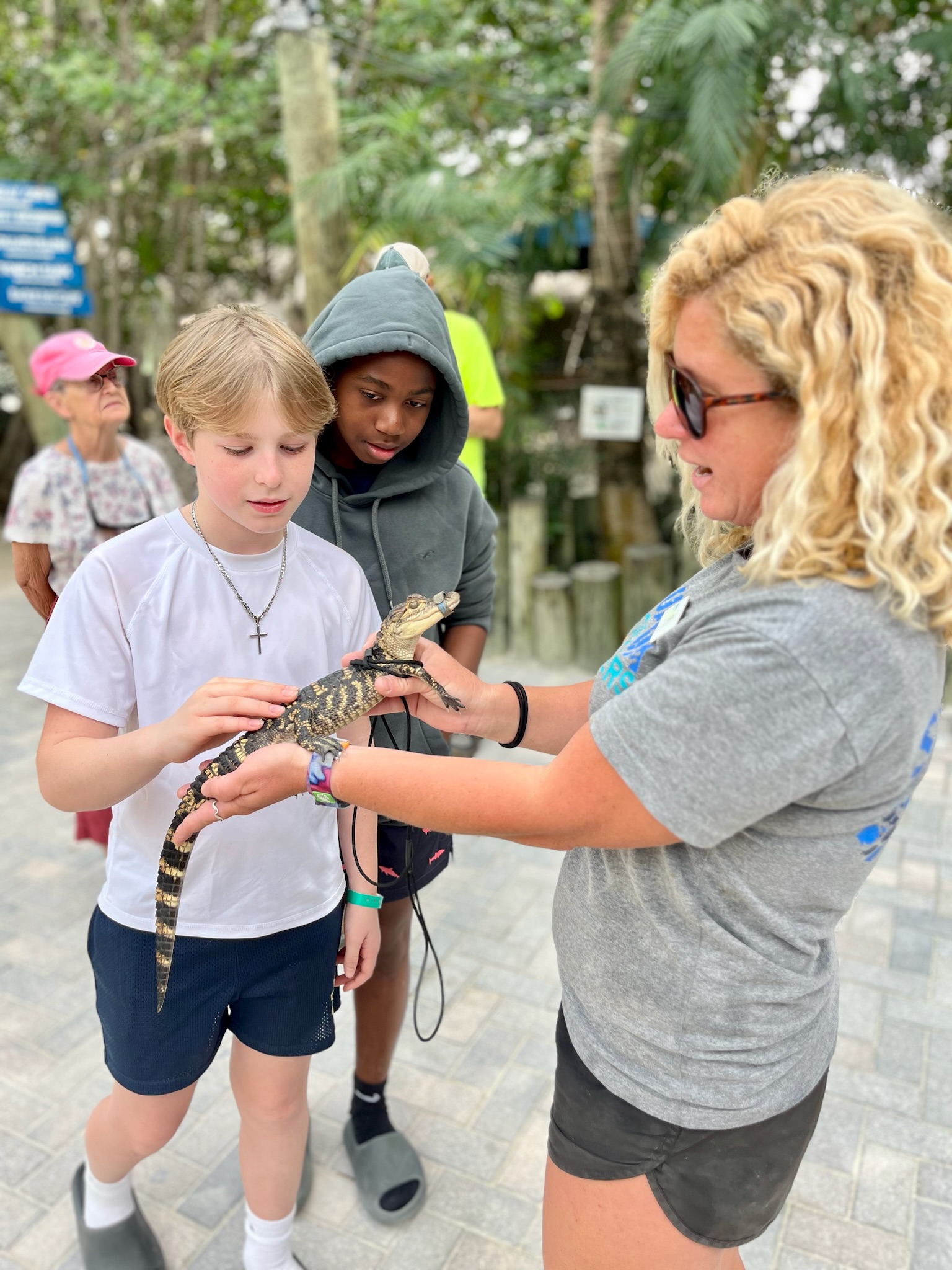 aquarium encounters Florida keys alligator